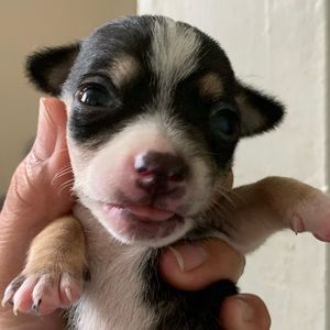 Meet your Posher, Susana